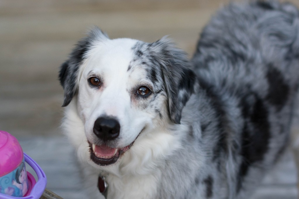 I ended the day playing more with my new camera. Scout is a bit more eager to comply the kids or husband.
