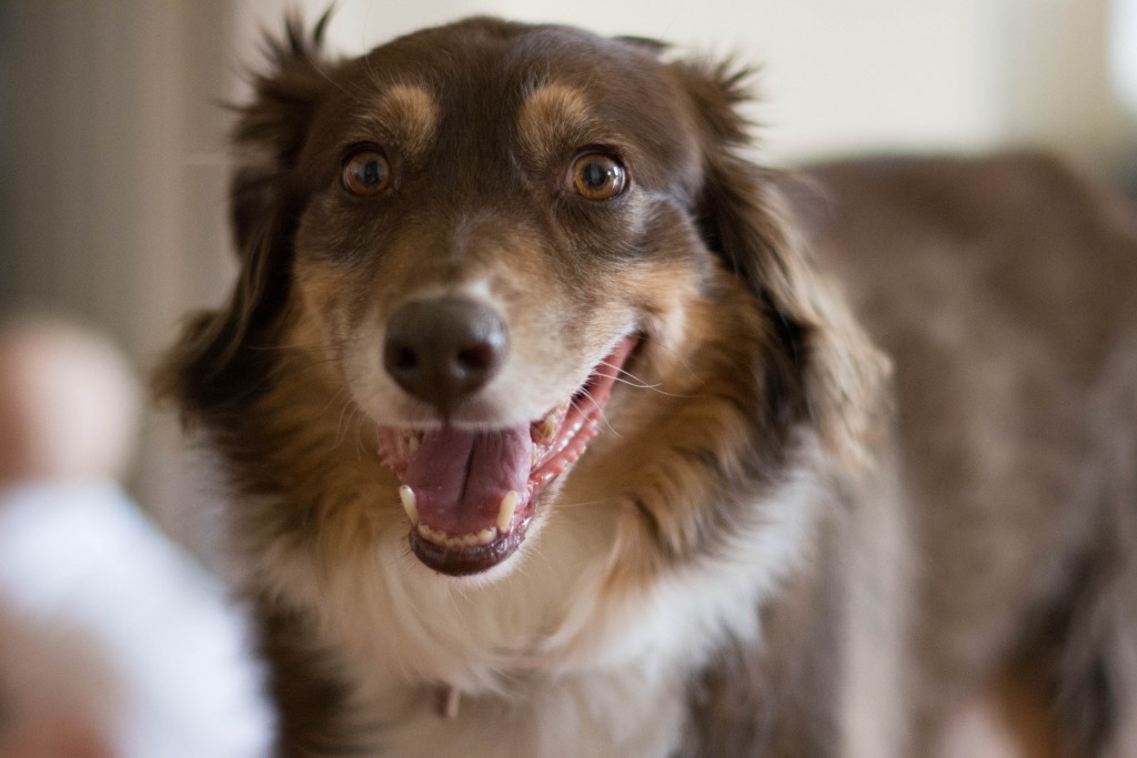 I played more with my new lens. Isn't Darcy a gorgeous dog?