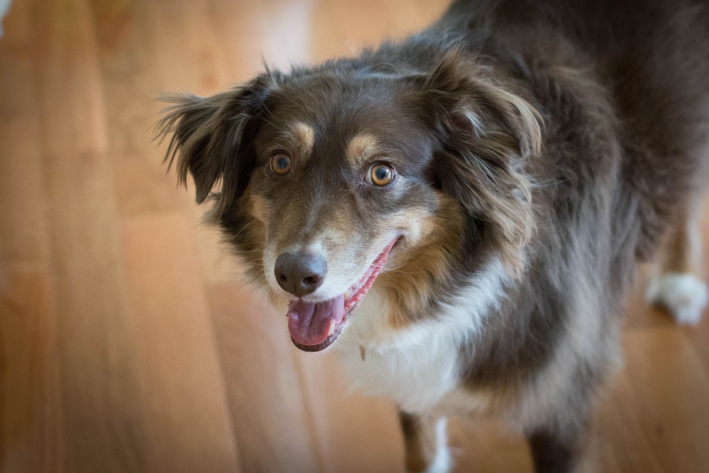 As much as this dog drives me insane, I love her.